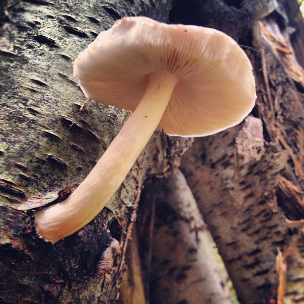 Mushroom Instagram photo Copyright Solopress 2012