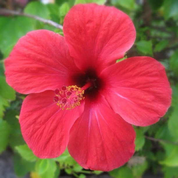 Pink Red Flower Instagram photo Copyright Solopress 2012
