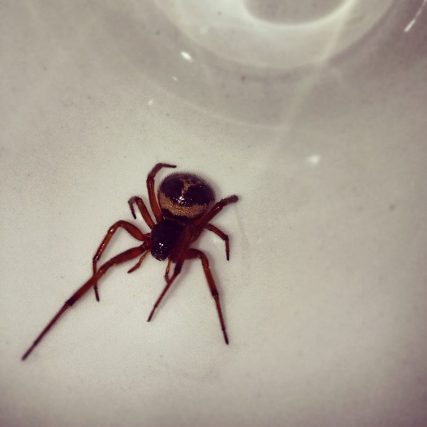 Spider Instagram photo Copyright Solopress 2012