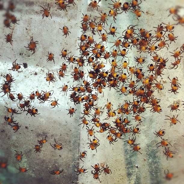 Spiders Instagram photo Copyright Solopress 2012