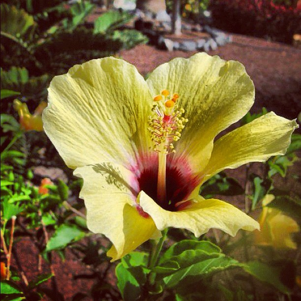 Yellow Flower Instagram photo Copyright Solopress 2012