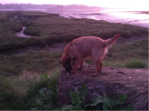 Schönes Foto von Mycroft, dem Hund, der an einem Felsen schnüffelt, mit der Flussmündung im Hintergrund