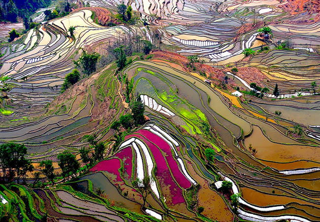 Atemberaubende, farbenfrohe Ansicht von gestaffelten Reisfeldern in China
