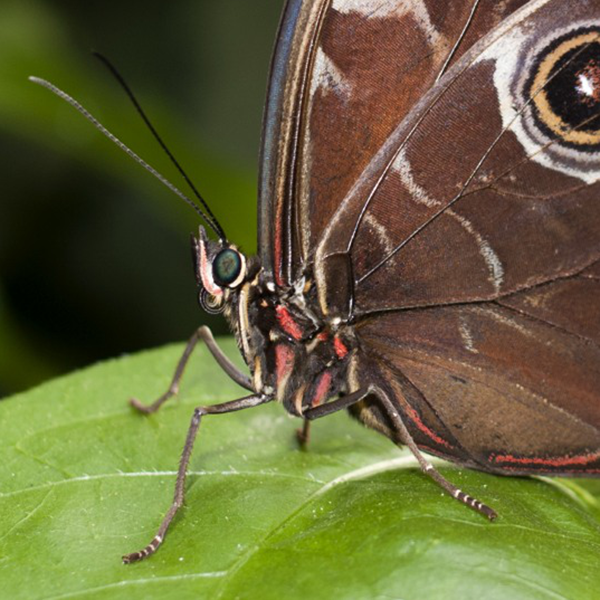 Beautiful up-close shot of a brown butterfly sitting on a very green leaf