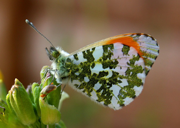 Southend Photographic Society member photo of a beautiful green and white butterfly on a budding flower