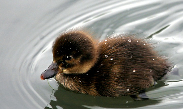 Adorable photograph of a young, brown duckling swimming in water with large water droplets clinging to his feathers