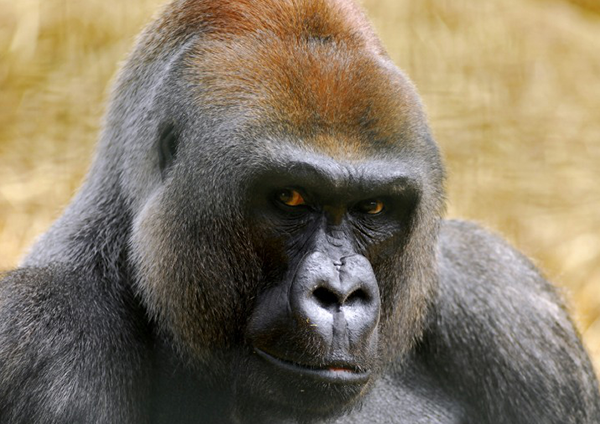 Moody and meaningful photo of a gorilla looking straight down the camera lens