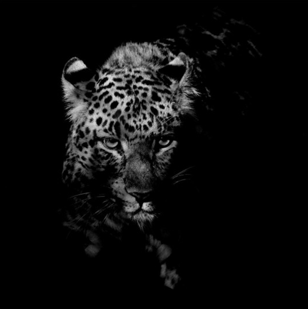 Captivating photograph of a Chinese leopard face-on the camera surrounded by blackness