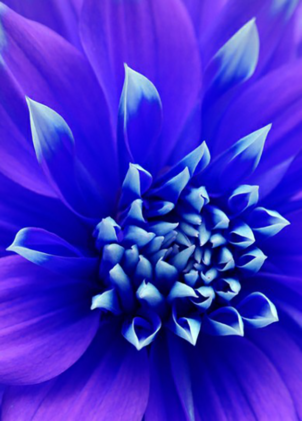 Stunning up-close photo of an ultra-violet flower that looks like a blue flame taken by a photographic society member