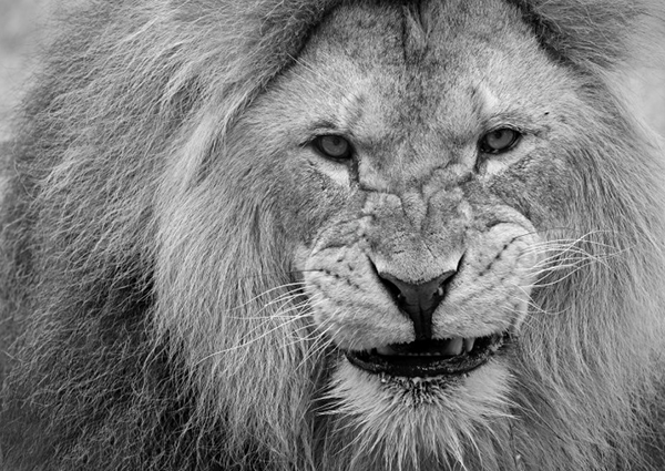 Close-up shot of a lion snarling at the camera filmed in black and white