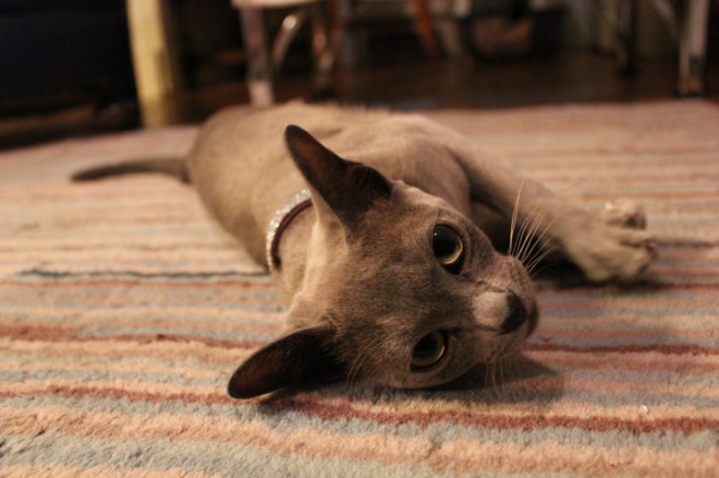 Silver cat photo