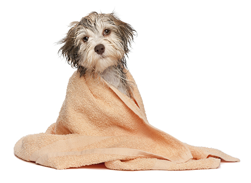 Oogie Boogie, el cruce de Terrier, es muy mono para promocionar tu peluquería canina