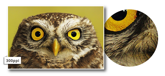 owl-300ppi.jpg